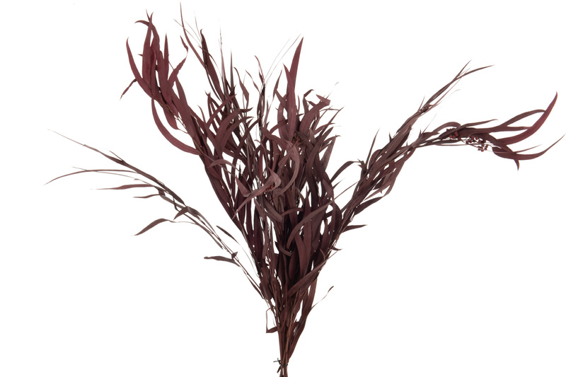 Wiązka Suszonych Bordowych Eukaliptusów